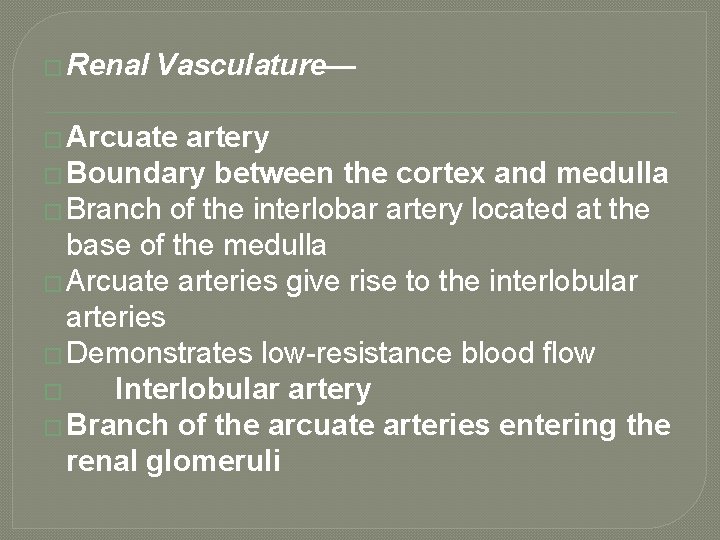 � Renal Vasculature— � Arcuate artery � Boundary between the cortex and medulla �