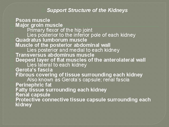 � � � � � Support Structure of the Kidneys Psoas muscle Major groin