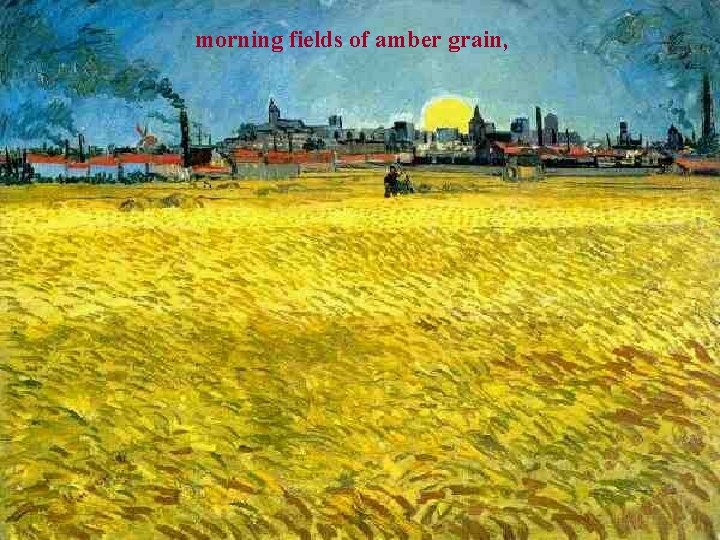 morning fields of amber grain, 