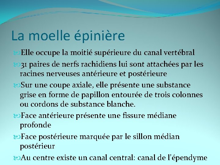 La moelle épinière Elle occupe la moitié supérieure du canal vertébral 31 paires de