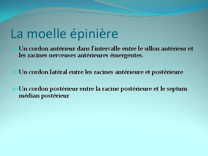 La moelle épinière Un cordon antérieur dans l’intervalle entre le sillon antérieur et les