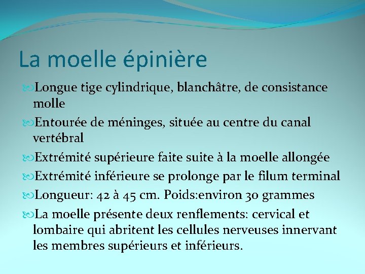 La moelle épinière Longue tige cylindrique, blanchâtre, de consistance molle Entourée de méninges, située