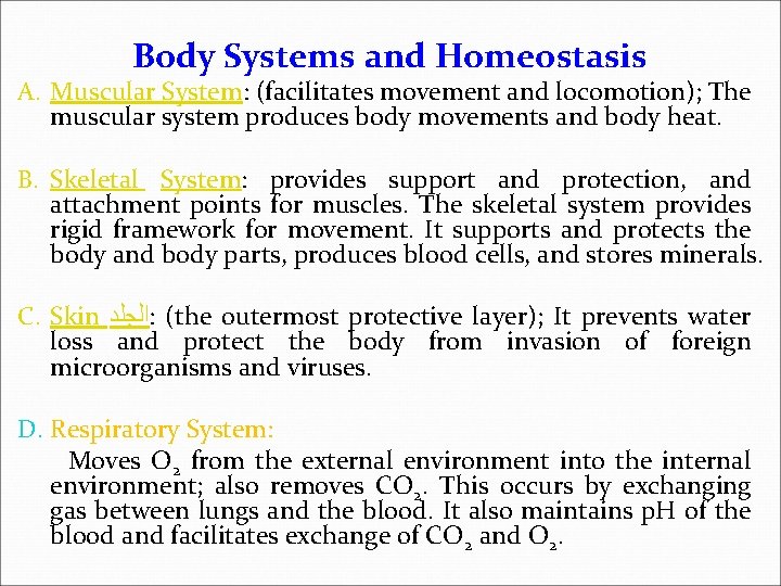 Body Systems and Homeostasis A. Muscular System: (facilitates movement and locomotion); The muscular system