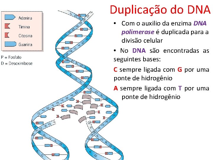 Duplicação do DNA • Com o auxilio da enzima DNA polimerase é duplicada para