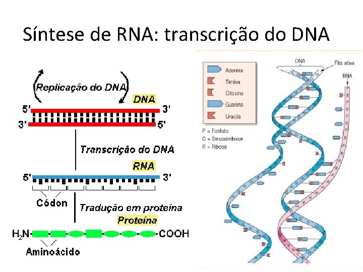 Síntese de RNA: transcrição do DNA 