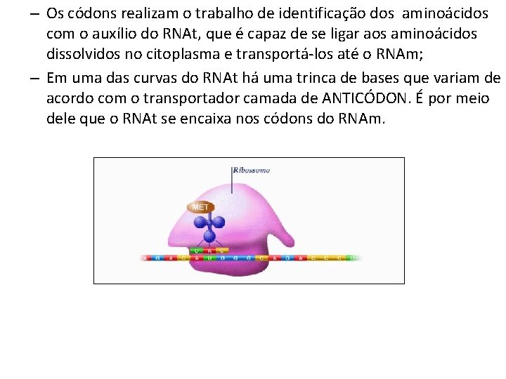 – Os códons realizam o trabalho de identificação dos aminoácidos com o auxílio do