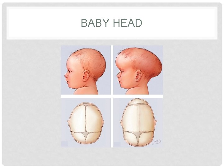 BABY HEAD 