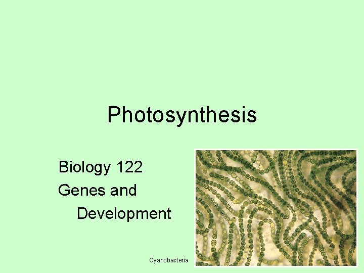 Photosynthesis Biology 122 Genes and Development Cyanobacteria 