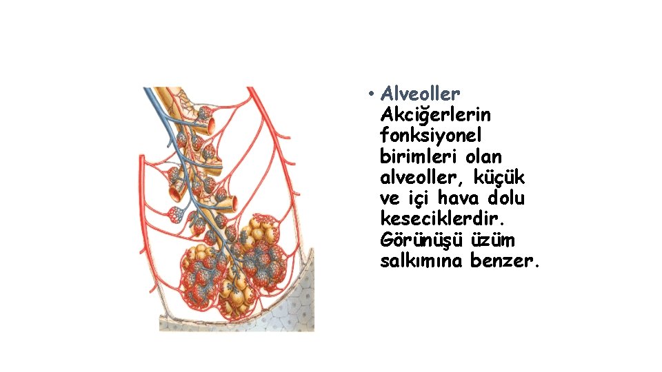  • Alveoller Akciğerlerin fonksiyonel birimleri olan alveoller, küçük ve içi hava dolu keseciklerdir.