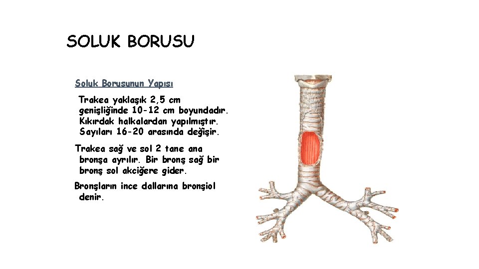 SOLUK BORUSU Soluk Borusunun Yapısı Trakea yaklaşık 2, 5 cm genişliğinde 10 -12 cm