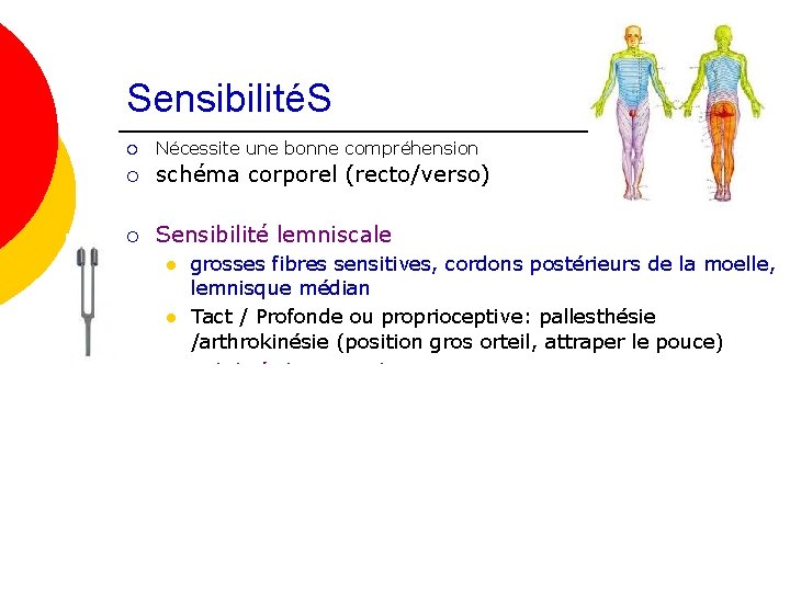 SensibilitéS ¡ Nécessite une bonne compréhension ¡ schéma corporel (recto/verso) ¡ Sensibilité lemniscale l