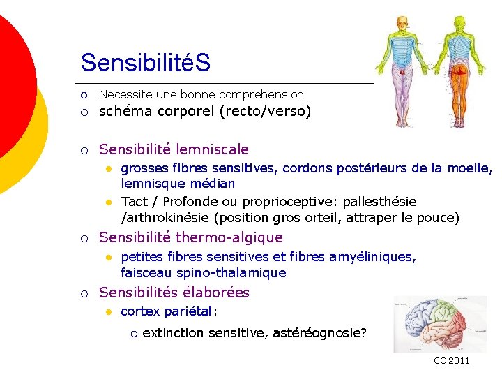 SensibilitéS ¡ Nécessite une bonne compréhension ¡ schéma corporel (recto/verso) ¡ Sensibilité lemniscale l