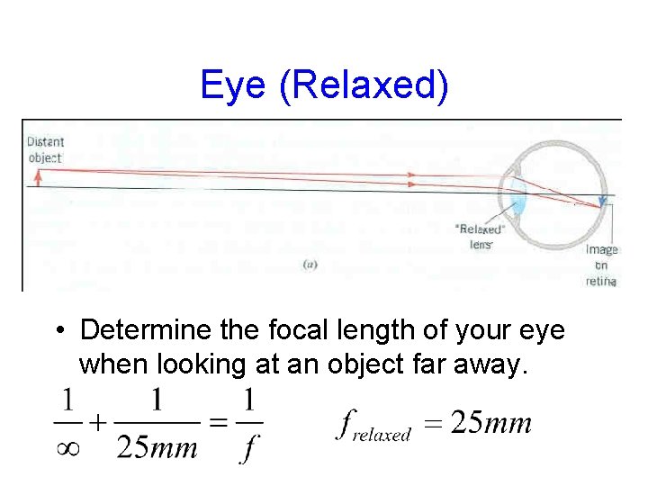 Eye (Relaxed) • Determine the focal length of your eye when looking at an