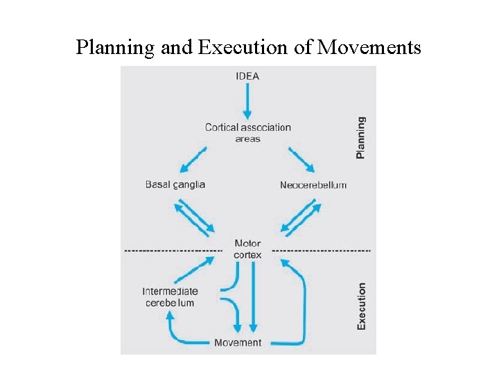 Planning and Execution of Movements Planning and Execution of Movements