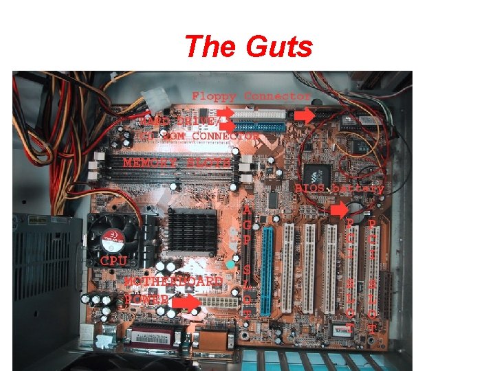 The Guts 