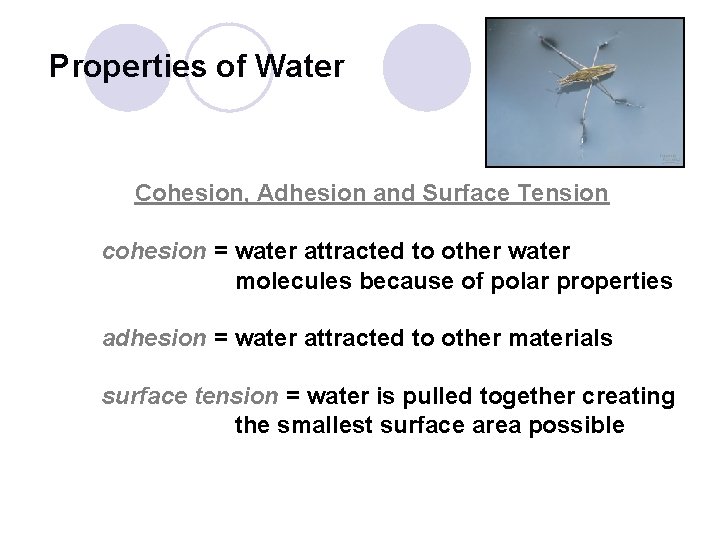 Properties of Water Cohesion, Adhesion and Surface Tension cohesion = water attracted to other
