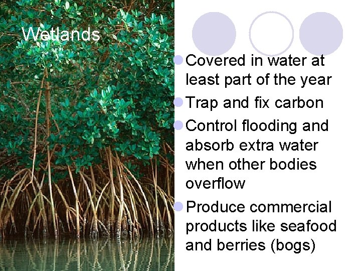 Wetlands Covered in water at least part of the year Trap and fix carbon
