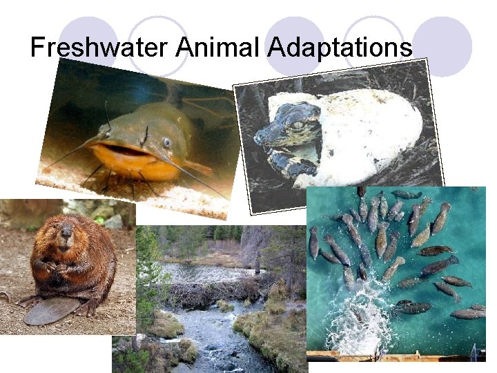 Freshwater Animal Adaptations 