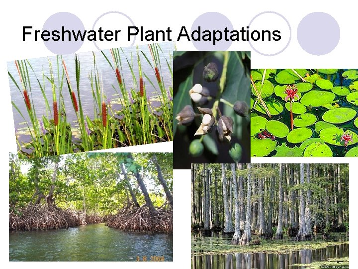 Freshwater Plant Adaptations 