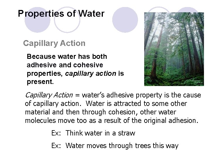 Properties of Water Capillary Action Because water has both adhesive and cohesive properties, capillary