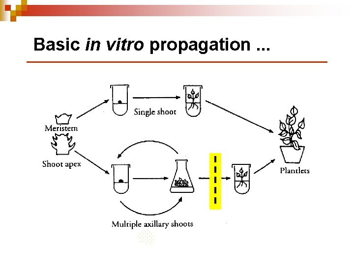 Basic in vitro propagation. . . 