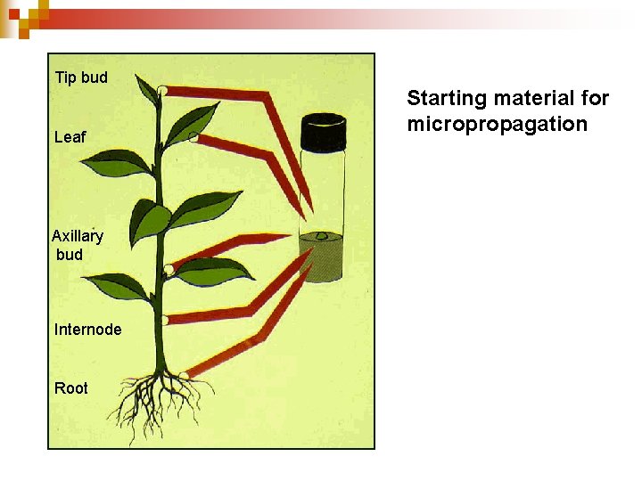 Tip bud Leaf Axillary bud Internode Root Starting material for micropropagation 