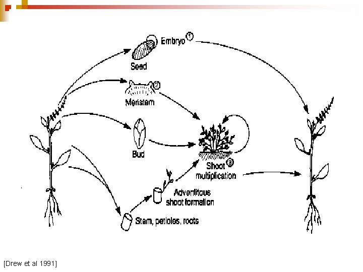 [Drew et al 1991] 