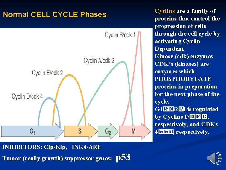 Cyclins are a family of proteins that control the progression of cells through the