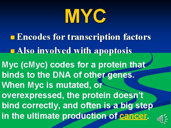 MYC n Encodes for transcription factors n Also involved with apoptosis Myc (c. Myc)