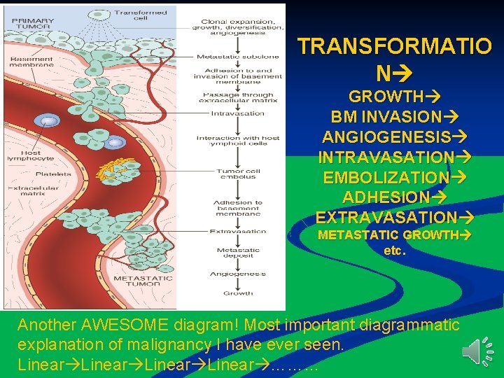 TRANSFORMATIO N GROWTH BM INVASION ANGIOGENESIS INTRAVASATION EMBOLIZATION ADHESION EXTRAVASATION METASTATIC GROWTH etc. Another