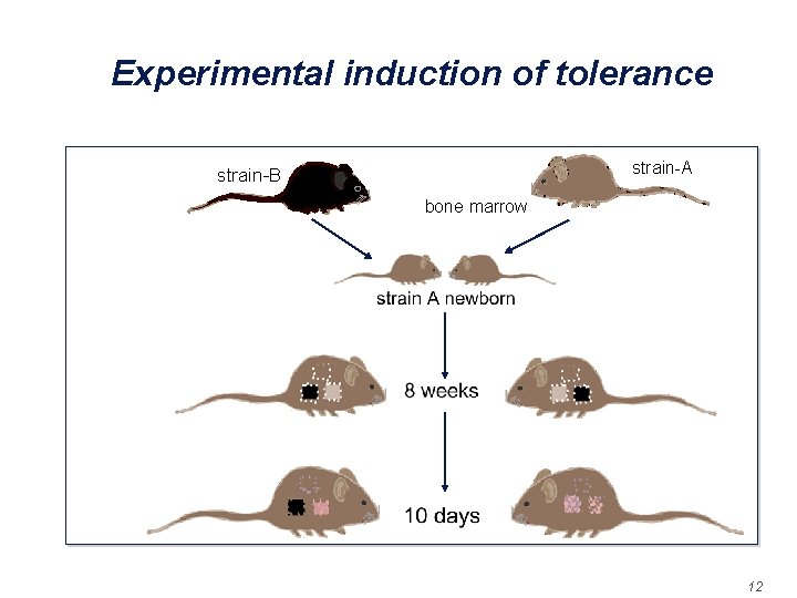 Experimental induction of tolerance strain-A strain-B bone marrow 12 