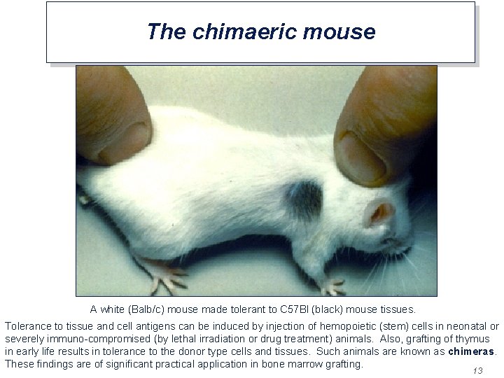 The chimaeric mouse A white (Balb/c) mouse made tolerant to C 57 Bl (black)