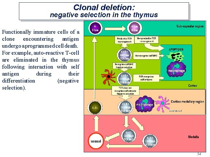 Clonal deletion: negative selection in the thymus Functionally immature cells of a clone encountering
