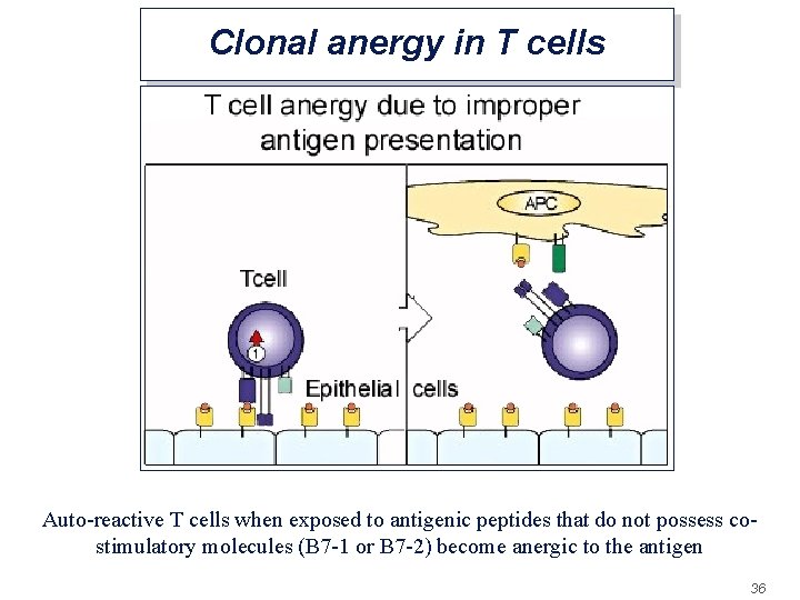 Clonal anergy in T cells Auto-reactive T cells when exposed to antigenic peptides that