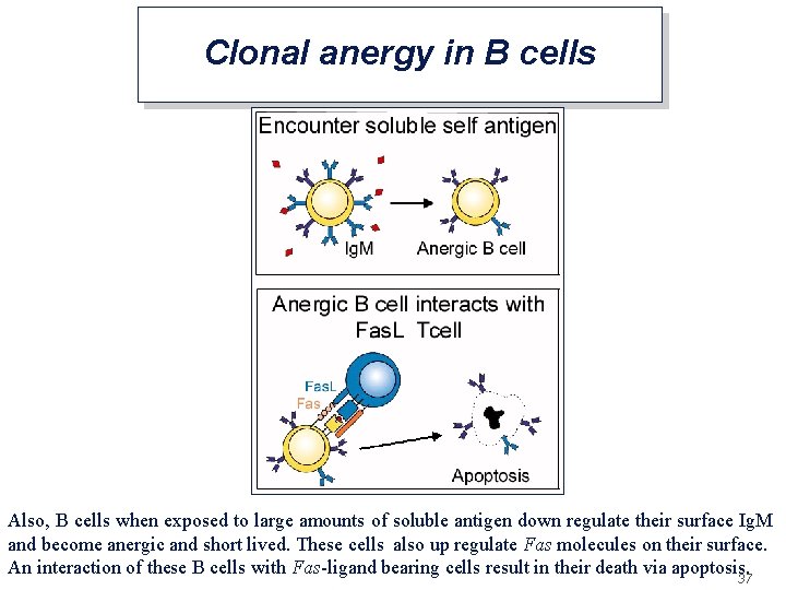 Clonal anergy in B cells Also, B cells when exposed to large amounts of