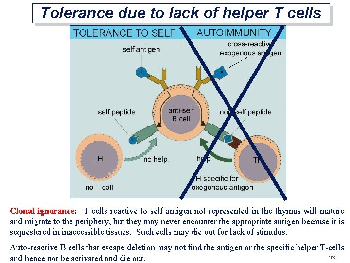 Tolerance due to lack of helper T cells Clonal ignorance: T cells reactive to