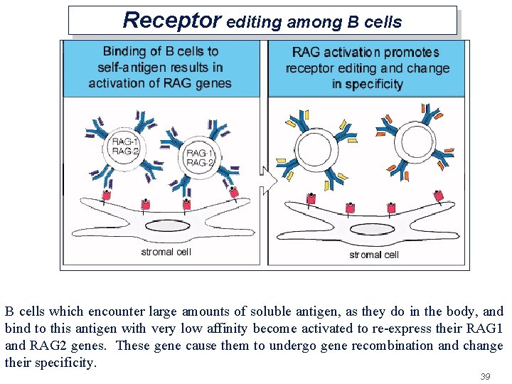 Receptor editing among B cells which encounter large amounts of soluble antigen, as they