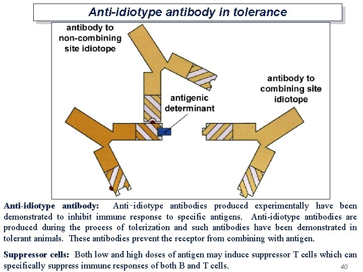 Anti-idiotype antibody in tolerance Anti-idiotype antibody: Anti‑idiotype antibodies produced experimentally have been demonstrated to
