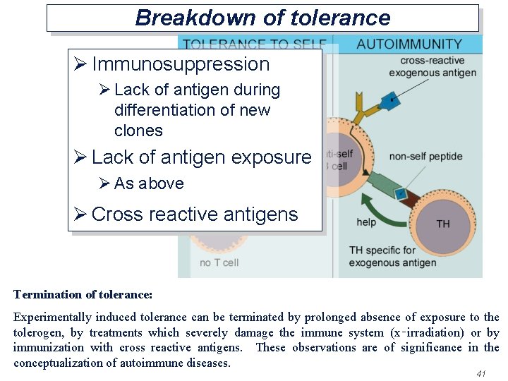 Breakdown of tolerance Ø Immunosuppression Ø Lack of antigen during differentiation of new clones