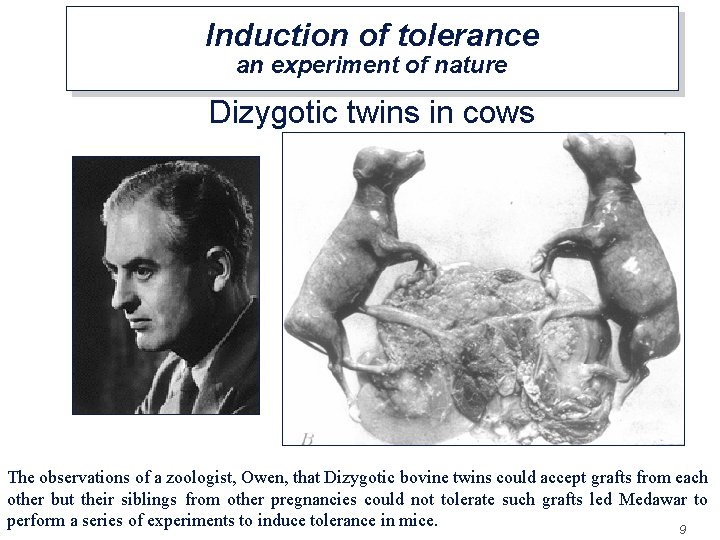 Induction of tolerance an experiment of nature Dizygotic twins in cows The observations of