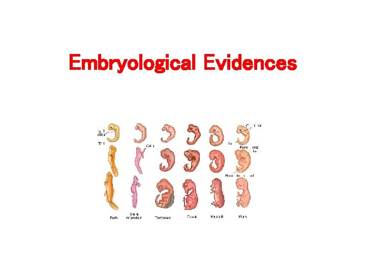 Embryological Evidences 