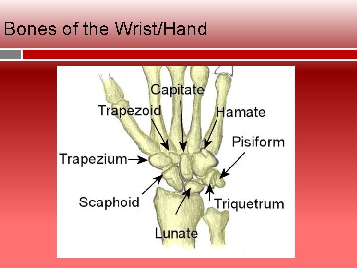 Bones of the Wrist/Hand 