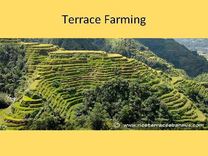 Terrace Farming 