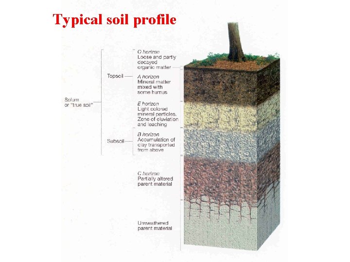 Typical soil profile 