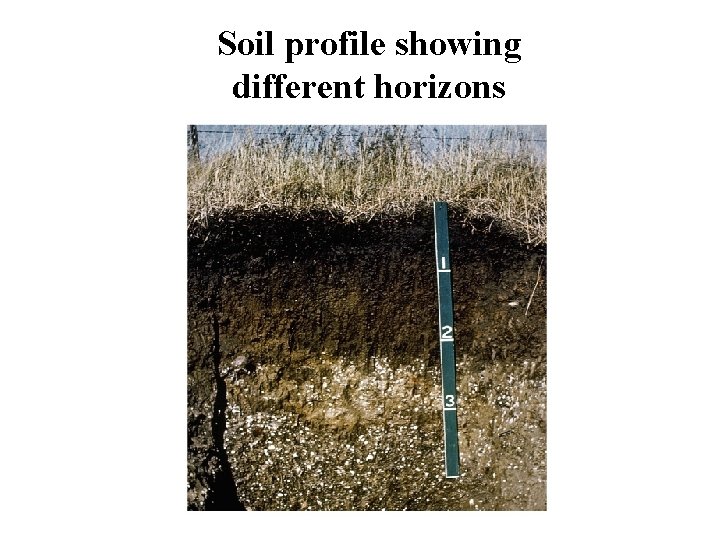 Soil profile showing different horizons 