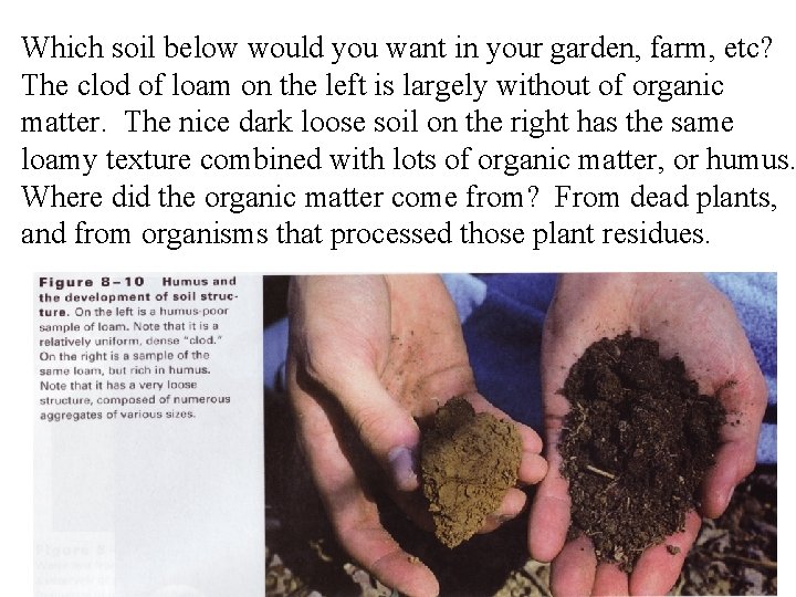 Which soil below would you want in your garden, farm, etc? The clod of