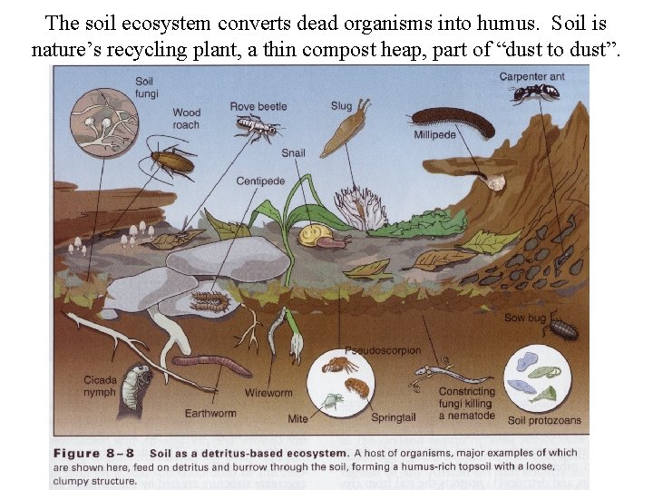 The soil ecosystem converts dead organisms into humus. Soil is nature’s recycling plant, a