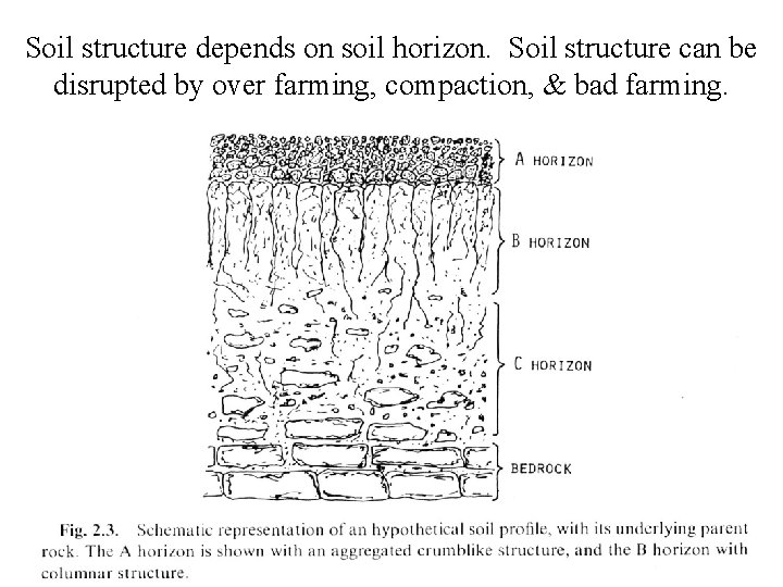 Soil structure depends on soil horizon. Soil structure can be disrupted by over farming,