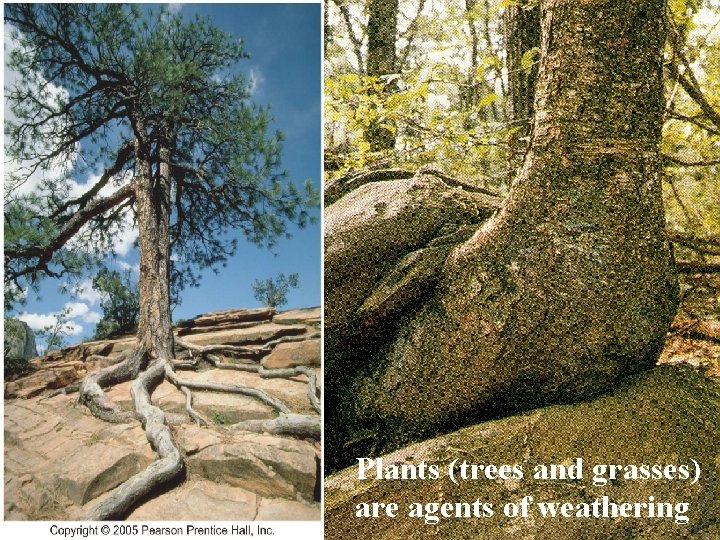 Plant roots cause mechanical weathering Plants (trees and grasses) are agents of weathering 