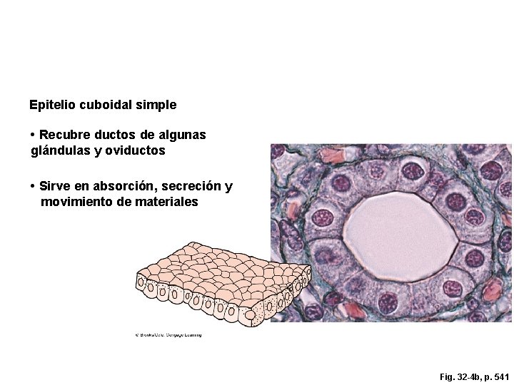 Epitelio cuboidal simple • Recubre ductos de algunas glándulas y oviductos • Sirve en
